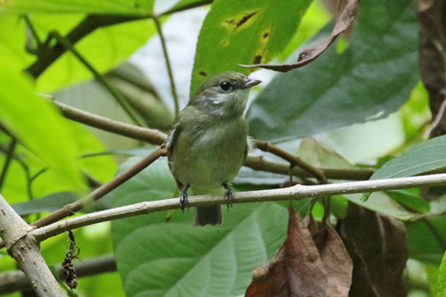 Female White-ruffed Manakin